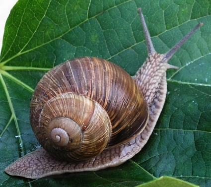 Spirlovit tvar ulity