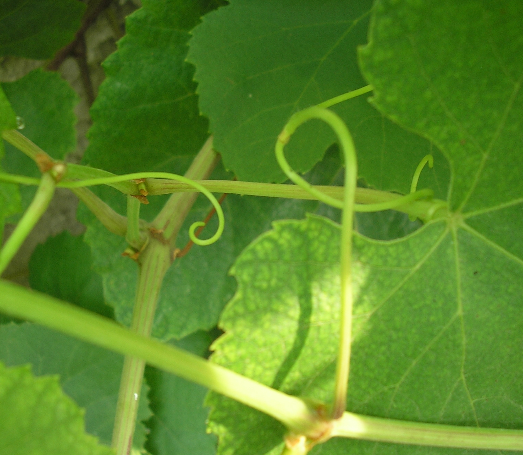 Spirlovit zakonen pon vinn rvy